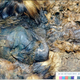 Illustration for article titled The Mysterious "Accidental Mummies" of Medieval Siberia